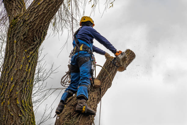 Why Choose Our Tree Removal Services in Shady Hollow, TX?